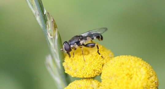 Syritta pipiens - sous réserve