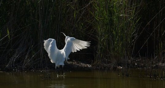 Aigrette garzette