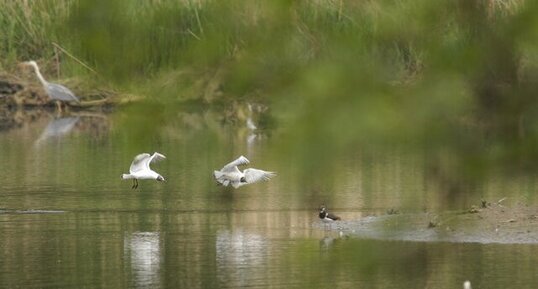 Chamaillerie sur le plan d'eau