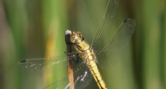 Orthetrum cancellatum - femelle