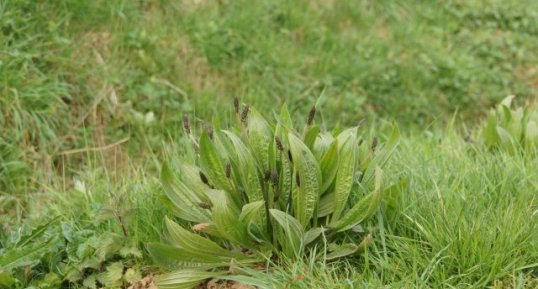 Plantain lancéolé