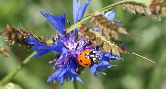 Centaurea triumfetti - sous réserve