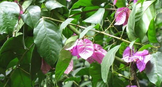 Fleur de Bougainvillée