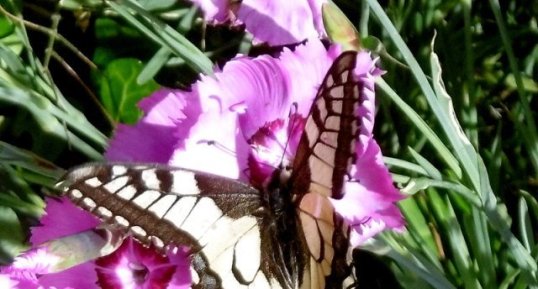 Papillon "machaon"