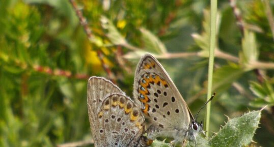 Azuré du genêt Plebejus idas