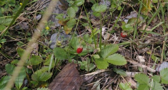 Fraise des bois