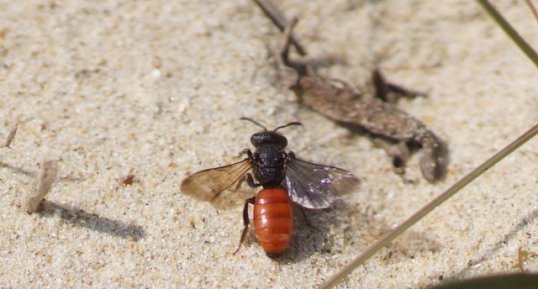 Sphecodes sp.