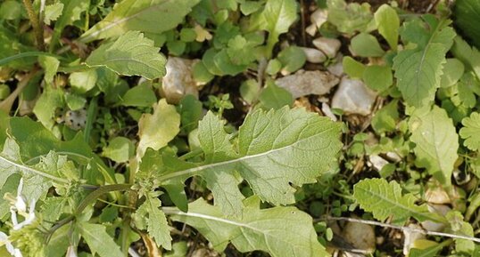 Cardamine sp. ? (2)