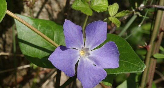 Vinca minor