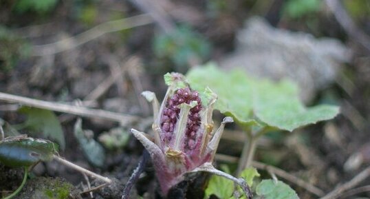 Grand pas d'âne ou Petasites hybridus