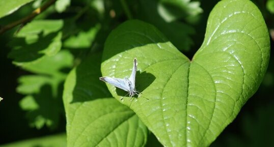 Coeur de papillon