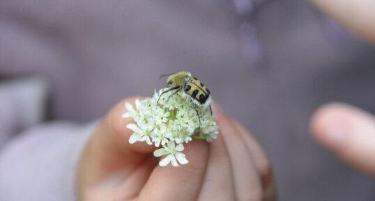 La trichie fasciée (Trichius fasciatus)