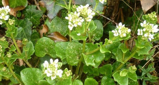 Cochléaire officinale