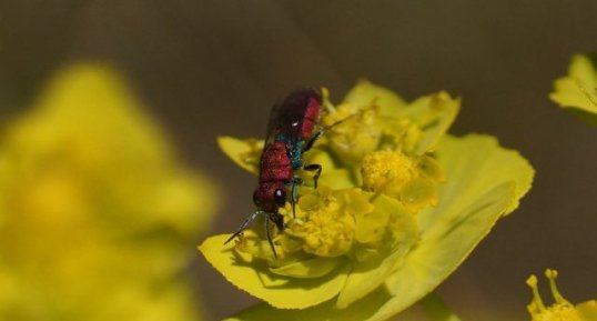 Chrysura cuprea - sous réserve