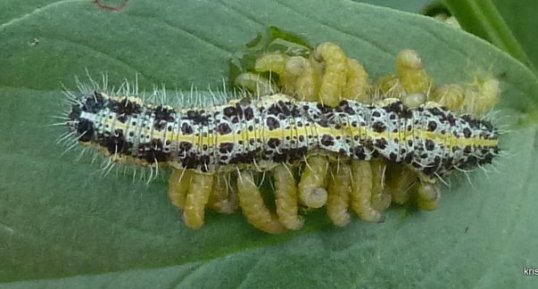 Chenille parasitée par l'Apenteles 4