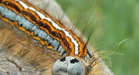 Chenille de Malacosoma neustria