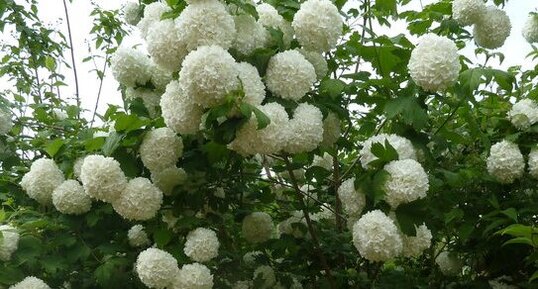 Viorne obier boule de neige - Viburnum opulus