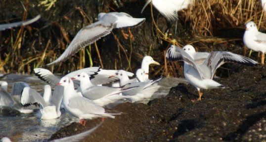 Mouettes rieuses