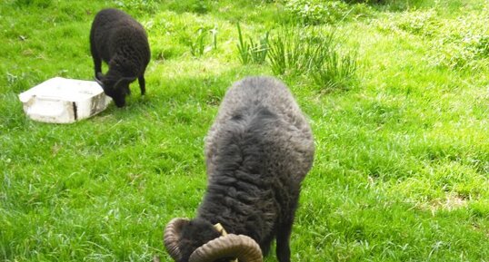 Mouton noir de Ouessant : mâle