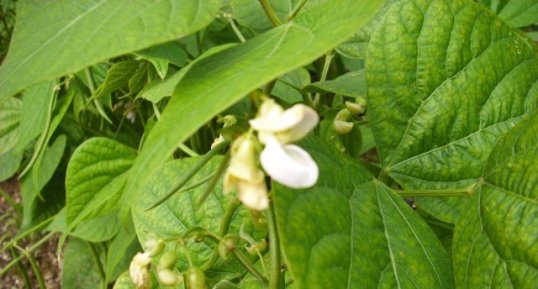 Fleurs d'haricots vert