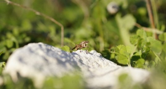 Scatophaga stercoraria mâle - sous réserve