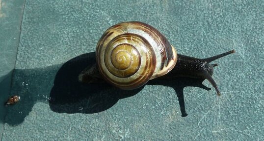 Escargot Helicella