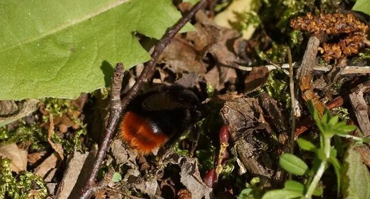 Bombus fouisseur