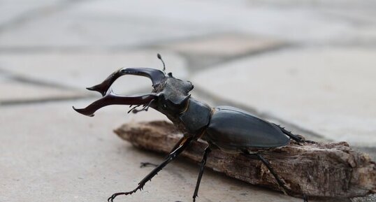 Lucane cerf-volant, lucanus cervus