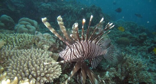 Rascasse volante (Pterois sp.)