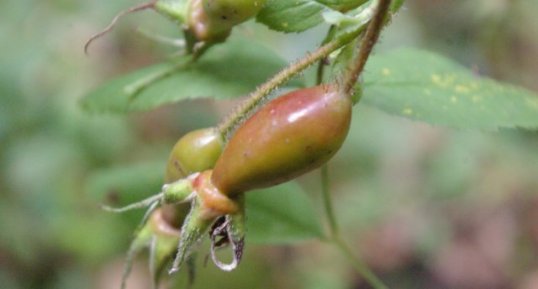 cynorrhodon (fruit de l'églantier)