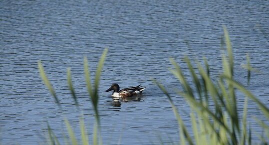 Canard souchet