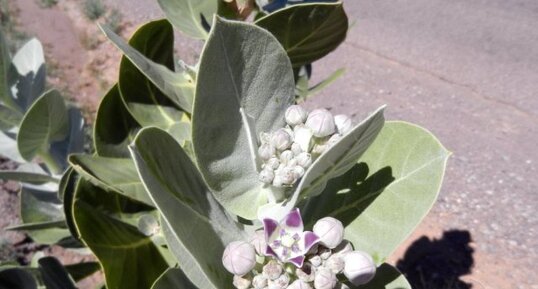 Pommier de sodome - Calotropis procera