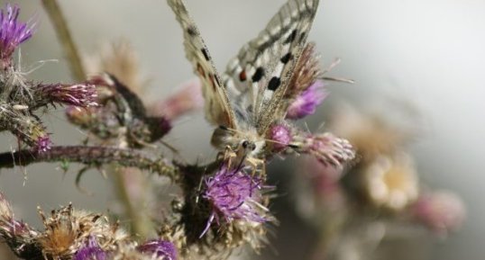 Papillon Apollon