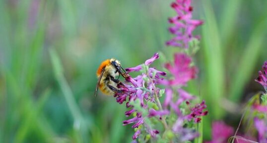 Bombus pascuorum