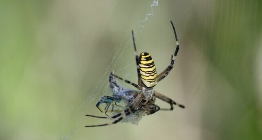 Argiope bruennichi femelle