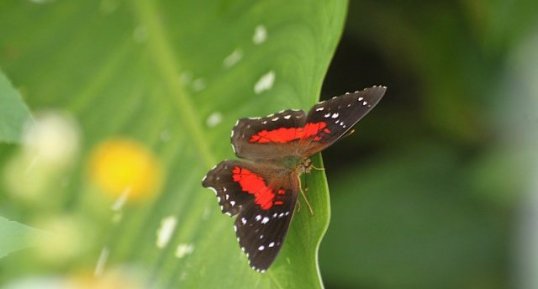 Anartia amathea