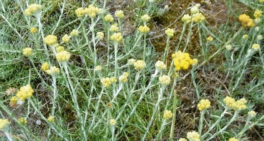 Immortelle des dunes