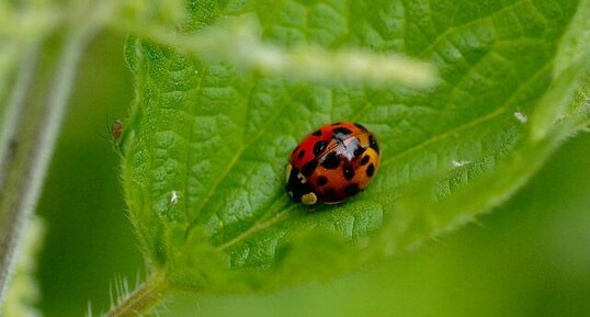 Coccinelle asiatique