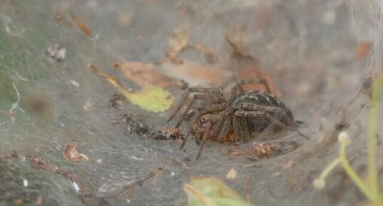 Agellena labyrintica