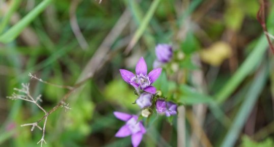 Gentianelle d'Allemagne