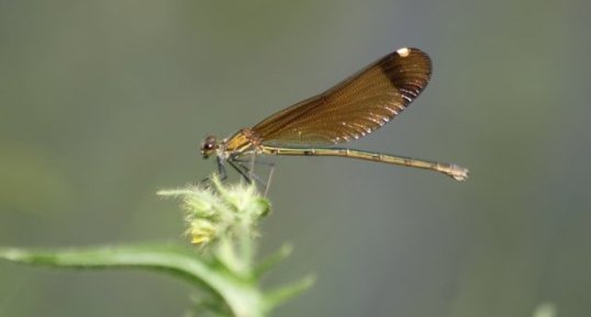 Calopteryx hemorrhoidalis - femelle