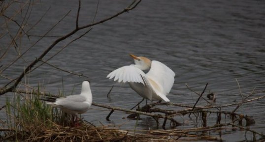 La mouette surveille jalousement son nid