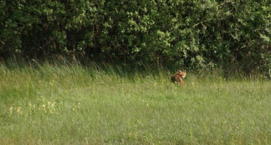 Renard roux