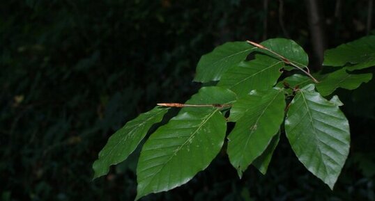 Hêtre - Fagus sylvatica