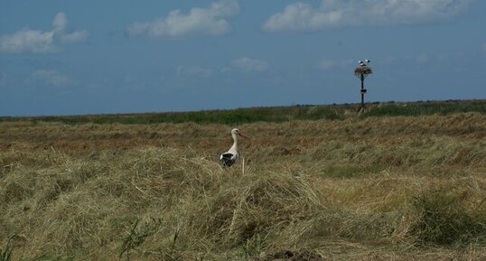 Cigogne