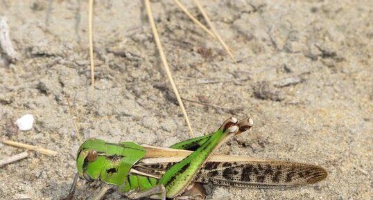 Criquet migrateur, Locusta migratoria ssp