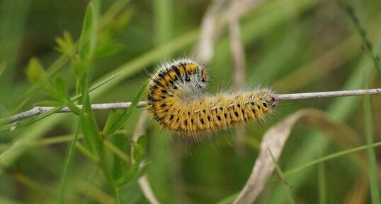 Chenille de Bombyx du trèfle