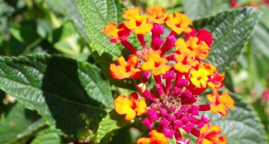 Fleur de lantana