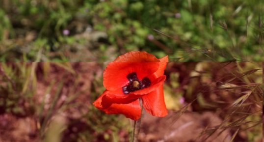 Papaver rhoeas