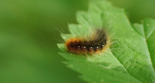 Chenille d'Ecaille sp.